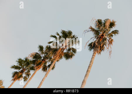 Beautiful Tall Tropical Palm Trees Standing in a Row Line High in the Clear Sky with Big Green Leaves and Long Tree Trunks Outside in the Summer Stock Photo