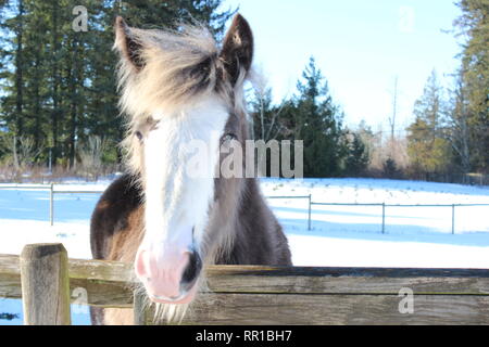 Clydesdale Weanling Stock Photo
