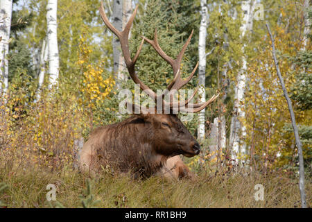 An adult male bull Manitoban elk sleeping in a forest clearing during mating season in Prince Albert National Park in northern Saskatchewan, Canada. Stock Photo