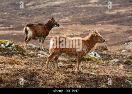 Two young feral mountain goats in a meadow on Etive Mor, near Glen Etive, in the Scottish Highlands, Scotland, United Kingdom. Stock Photo