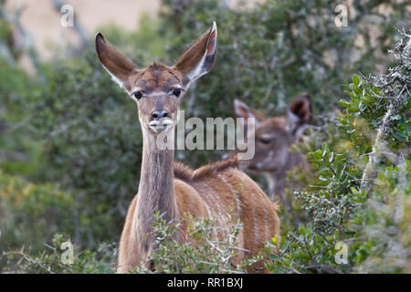 Greater kudus (Tragelaphus strepsiceros), young, standing behind thorny shrubs, alert, Addo National Park, Eastern Cape, South Africa, Africa Stock Photo