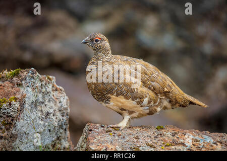 Male rock ptarmigan (lagopus muta / lagopus mutus) in summer plumage. Sudhurland, Iceland. Stock Photo