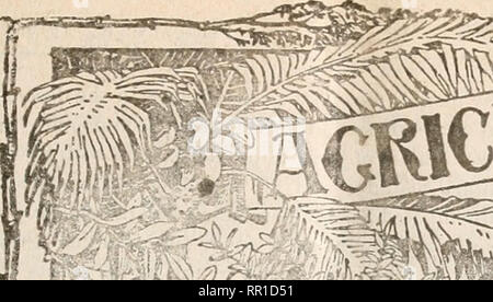 . Agricultural news. Agriculture -- West Indies; Plant diseases -- West Indies. . Please note that these images are extracted from scanned page images that may have been digitally enhanced for readability - coloration and appearance of these illustrations may not perfectly resemble the original work.. Great Britain. Imperial Dept. of Agriculture for the West Indies. Bridgetown, Barbados, Bowen &amp; sons; Stock Photo