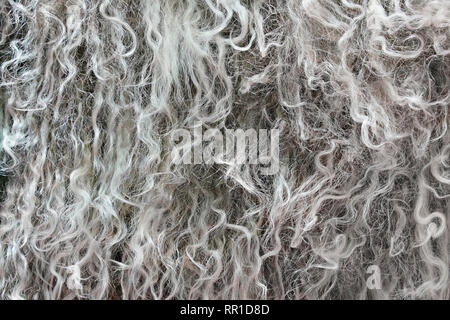 Highly detailed background texture of gray fur made of synthetic animal long  wavy and curly hair. Stock Photo