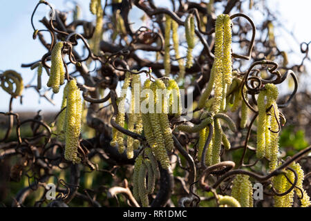 Corkscrew hazel, corylus, avellana contorta with catkins in spring Stock Photo