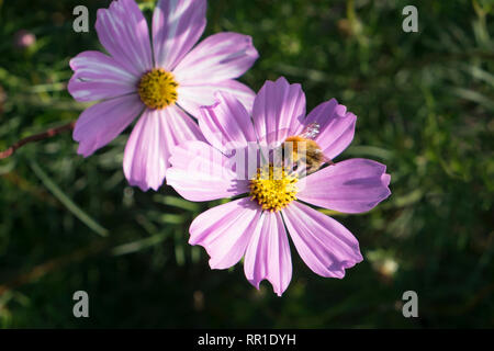 Bumble bee feeding on cosmos flower Stock Photo