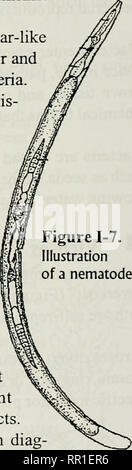 . Agricultural plant pest control : a study manual for commercial and governmental pesticide applicators . Weeds; Pests. Nematodes generally take several years to build up damaging population lev- els in soils. They are easily spread by any agent that moves infested soil, plant parts, or contaminated objects. Nematode damage is often diag- nosed based on plant symptoms but cor- rect identification is done by a trained nema- tologist working in a well-equipped laboratory with a compound microscope. Figure 1-8. Potato cyst nematode life cycle. 1) cyst showing enclosed eggs; 2) enlarged egg showi Stock Photo