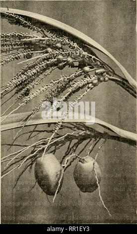 . Agricultural news. Agriculture -- West Indies; Plant diseases -- West Indies. Vol. V. No. 109. THE AGKICULTUEAL NEWS. 19T SCIENCE NOTES. Baobab Tree. The baobab or monkey bread tree (Adansonia digitata) is a member of the natural order Malvaceae, which contains also the silk cotton tree, as well as cotton, okra, hibiscus, and other useful and ornamental plants. This plant is a native of tropical Africa, and has been introduced into most tropical countries. Specimens are to be seen in most of the West India Islands. It is one of the largest trees in the world, although it does not grow to a h Stock Photo