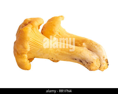 Wild chanterelle mushrooms in close-up isolated on white Stock Photo