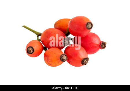 ripe rose hips or rosehipin in close-up on white Stock Photo