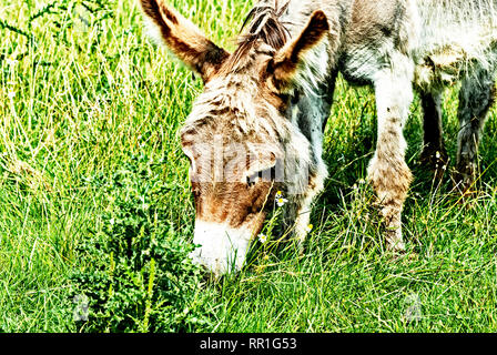 Donkey grazing; Esel auf der Weide Stock Photo