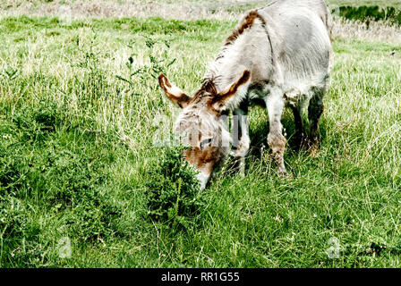 Donkey grazing; Esel auf der Weide Stock Photo