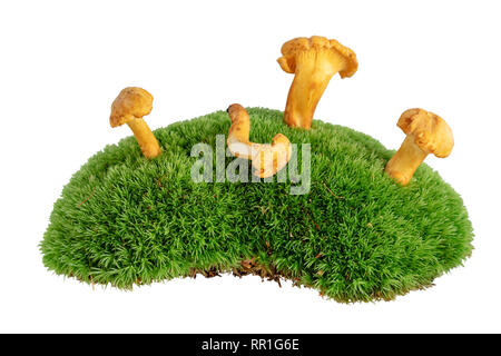 Chanterelle mushrooms on mossy undergrowth isolated on white Stock Photo