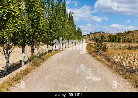 gravel road along a corn field with trees along the road. Stock Photo