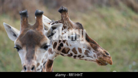 Two giraffes in close-up on African savanna, one in profile with shallow depth of field. Stock Photo