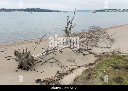 A fallen silver birch tree on a sandy beach on the Studland Peninsula in Dorset, UK Stock Photo