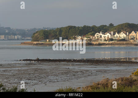 View from the Studland Peninsula across Poole Harbour to Sandbanks with birds in the foreground, Dorset, UK Stock Photo