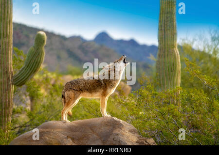 Coyote Howling in American Southwest standing on a rock with blue sky and saguaros Stock Photo