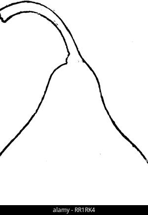 . The fruits and fruit trees of America;. Fruit-culture; Fruit. 408 THE PEAR. Stalk about an inch and a half long, and set with- out depression, but with a peculiar fleshy swelling at its point of inser tion. Calyx ex- tremely small, sometimes abor- tive, set in a nar- row, rather deep basin. The flesh is white, buttery, and melting, rich, sweet, and per- fumed. Novem bar. 158. Reine Card LINE. Thomp. Queen Caroline. A pretty look- ing, European pear, ripening late Fig. 182. QuOMette. in autumn, but coarse, and only fit for cooking. Fruit of medium size, nar- row-pyriform. Skin smooth yellowis Stock Photo
