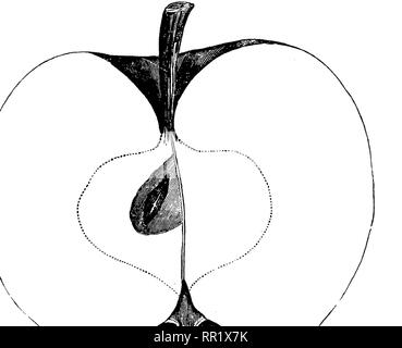 . American pomology : Apples. Apples. 436 DESCRIPTIONS OF APPLES.. Fig. 93.—GARDEN. This fruit originated near Yevay, Indiana, and is sup- posed to be a seedling of the Janet^ which it somewhat resembles. Fruit medium, oblate, somewhat conic, truncated, regu- lar ; Surface smooth, yellow, mixed, striped, purplish-red ; Dots minute, gray, scattered, indented. Basin wide, regular; Eye small, closed. Cavity wide, regular; Stem short. Core very small, pyriform, closed, clasping; Seeds num- erous, large, plump, brown; Flesh yellowish-white, break- ing, tender, juicy ; Flavor sub-acid, rich ; Qualit Stock Photo