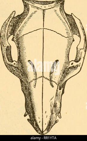 . Age of the domestic animals : being a complete treatise on the dentition of the horse, ox, sheep, hog, and dog, and on the various other means of determining the age of these animals. Domestic animals -- Age; Teeth. Skull of a three-month-old pig which died from tuberculosis. (Half natural size.) Fig. 173. Skull of a two-month-old healthy and well-fed pig. (Half natural size.) those extremes which distinguish the wild pig from our im- proved races. That this is true is proven by the fact that when our domestic hogs are returned to absolute liberty, it will require but a few generations to re Stock Photo