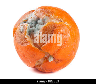 one moldy tangerine isolated on white background Stock Photo