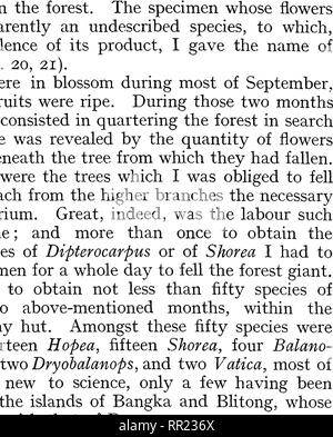 . Wanderings in the great forests of Borneo; travels and researches of a naturalist in Sarawak. Botany; Zoology; Artocarpus; Bananas. Fig. 21.—FLOWERS OF Palaquium optimum (enlarged), the conclusion that the part of Borneo where all these Diptero- carpeae are assembled has been a creative centre in the formation of species, and that these have remained on the very spot where they were first formed. It appears to me presumable that a flora must be the richer in endemic elements the more the land on which ^ If some of the Bornean Dipterocarpeae have a relatively wide geographi- cal distribution,