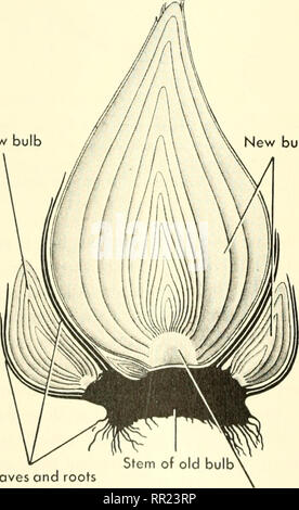 . Adventures with animals and plants. Biology. Fig. 398 Three uprooted strawberry plants, two of which have grown fro?n runners. The parent plant is in the center. What kind of reproduction is this? (Brooklyn BOTANIC garden) New bulb. bulbs. Please note that these images are extracted from scanned page images that may have been digitally enhanced for readability - coloration and appearance of these illustrations may not perfectly resemble the original work.. Kroeber, Elsbeth, 1882-; Wolff, Walter Harold, 1901-. Boston : D. C. Heath Stock Photo