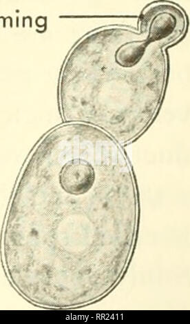 . Adventures with animals and plants. Biology. Bud forming. Fig. 362 The comvion yeast used for baking. How many cells are in the process of budding? Where is the nucletis when the cell is budding?. Please note that these images are extracted from scanned page images that may have been digitally enhanced for readability - coloration and appearance of these illustrations may not perfectly resemble the original work.. Kroeber, Elsbeth, 1882-; Wolff, Walter Harold, 1901-. Boston : D. C. Heath Stock Photo