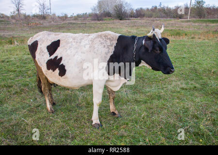 black and white cow grazing on the green grass Stock Photo