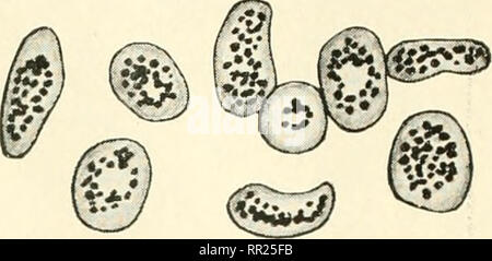 . Adventures with animals and plants. Biology. 208 capillaries, in turn, are joined to small veins. More and more veins join, forming larger veins through which the blood flows away from the organ. Substances are transported through the arteries and veins very rapidly. Within a few minutes drugs absorbed by the di- gestive system or gases breathed into the lungs can be found in any organ of the body. What is blood? Blood consists chiefly of an almost colorless, slightly straw- colored liquid, called plasrim. Plasma is about 90 per cent water. In it are dis- solved the digested foods which have Stock Photo