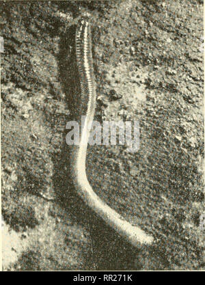 . Adventures with animals and plants. Biology. 58. Fig. 82 An eartbwun/i burrowing in the soil. It looks shiny because its skin is moist. (Schnei- der AND SCHWAiaz). Please note that these images are extracted from scanned page images that may have been digitally enhanced for readability - coloration and appearance of these illustrations may not perfectly resemble the original work.. Kroeber, Elsbeth, 1882-; Wolff, Walter Harold, 1901-. Boston : D. C. Heath Stock Photo