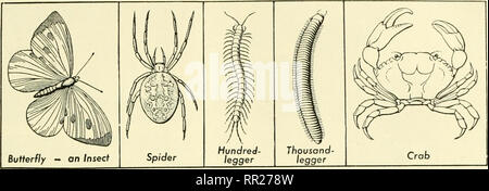 . Adventures with animals and plants. Biology. PROBLEM I. The Khids of Ajiiffials of the Earth 4'. Fig. 50 These are representatives of each of the five principal groups of the Arthro- pod Phylum. Which cormnon afiinial is an example of each group':' PHYLUM - ARTHROPODS Jointed-Legged Invertebrates A glance at the arthropods. The in- vertebrates with jointed legs, or ar- thropods, are the most complex inverte- brates. You can recognize an arthropod by two characteristics: they have jointed legs and they have an external (outside) skeleton made not of bone or cartilage, but largely of a materia Stock Photo