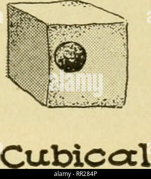 coloring shape epithelial tissue