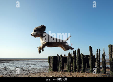 Heacham, Norfolk, UK. 23rd Feb, 2019. Cookie the cockapoo dog enjoys the hot weather as she goes for a run at Heacham, Norfolk, UK on February 23, 2019. Credit: Paul Marriott/Alamy Live News Stock Photo