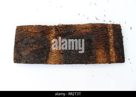 A slice of pressed tobacco that grows in Indonesia. A closeup view. Stock Photo