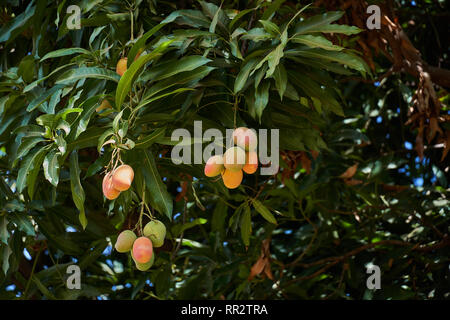 Ripe mangoes on tree. Bunch of fresh mangoes hanging from tree. Stock Photo