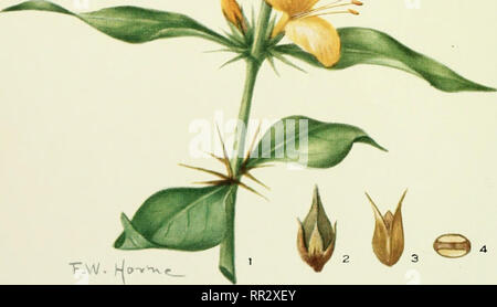 . Addisonia : colored illustrations and popular descriptions of plants. Plants; Plants -- United States; Plants. BARLERIA PRIONITIS. Please note that these images are extracted from scanned page images that may have been digitally enhanced for readability - coloration and appearance of these illustrations may not perfectly resemble the original work.. New York Botanical Garden. New York : New York Botanical Garden Stock Photo