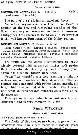 . Bulletin. Forests and forestry. DESCRIPTIONS OP SPECIES 107. m &lt; I- D. Please note that these images are extracted from scanned page images that may have been digitally enhanced for readability - coloration and appearance of these illustrations may not perfectly resemble the original work.. Philippines. Bureau of Forestry. Manila, Bureau of printing Stock Photo