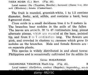 . Bulletin. Forests and forestry. DESCRIPTIONS OF SPECIES 89. FIGURE 43. ANTIDESMA BUNIUS (BIGNAI).. Please note that these images are extracted from scanned page images that may have been digitally enhanced for readability - coloration and appearance of these illustrations may not perfectly resemble the original work.. Philippines. Bureau of Forestry. Manila, Bureau of printing Stock Photo