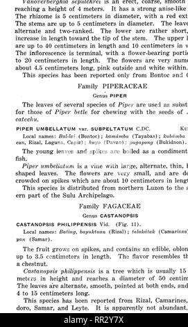 . Bulletin. Forests and forestry. DESCRIPTIONS OF SPECIES 39. FIGURE 11. CASTANOPSIS PHILIPPENSIS. Xh. Please note that these images are extracted from scanned page images that may have been digitally enhanced for readability - coloration and appearance of these illustrations may not perfectly resemble the original work.. Philippines. Bureau of Forestry. Manila, Bureau of printing Stock Photo