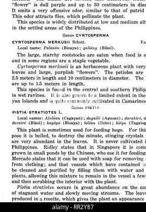 . Bulletin. Forests and forestry. DESCRIPTIONS OF SPECIES 33. 169443 3. Please note that these images are extracted from scanned page images that may have been digitally enhanced for readability - coloration and appearance of these illustrations may not perfectly resemble the original work.. Philippines. Bureau of Forestry. Manila, Bureau of printing Stock Photo