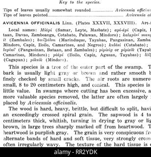 . Bulletin. Forests and forestry. DESCRIPTION OF SPECIES. 75. PLATE XXXVII. AVICENNIA OFFICINALIS, FLOWERS AND IMMATURE FRUIT.. Please note that these images are extracted from scanned page images that may have been digitally enhanced for readability - coloration and appearance of these illustrations may not perfectly resemble the original work.. Philippines. Bureau of Forestry. Manila, Bureau of printing Stock Photo