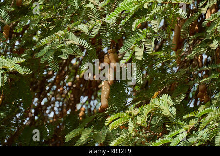 Sweet tamarind and leaf on the tree. Raw tamarind fruit hanging on the tree in the garden with natural background. Stock Photo