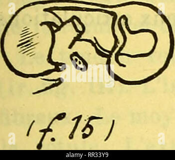 Le Chat La Belette Et Le Petit Lapin Fables De La Fontaine Editeur Talan Dier 1904 Dessin De J B Oudry Stock Photo Alamy