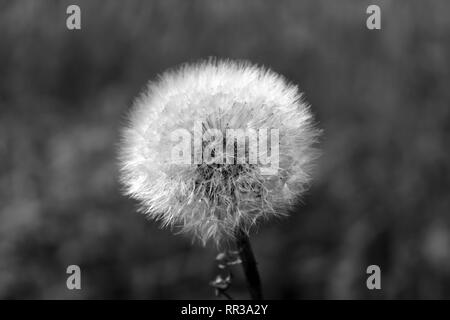 isolated dandelion clock in black and white Stock Photo