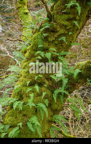 Ferns and moss growing on the trunk of an oak tree, Dumfries & Galloway, Scotland Stock Photo