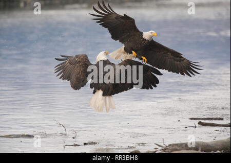 Adult bald eagles aggressively greeting each other in the Alaska Chilkat Bald Eagle Preserve near Haines Alaska Stock Photo