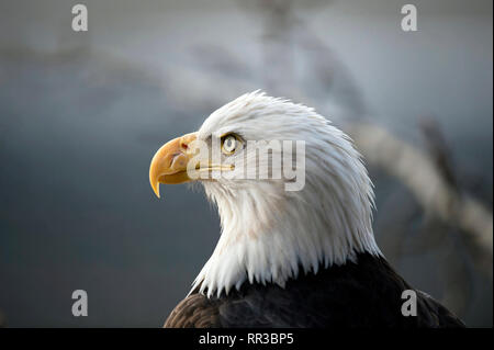 Bald eagle (Haliaeetus leucocephalus) portrait, Alaska Chilkat Bald Eagle Preserve, Haines, Alaska Stock Photo