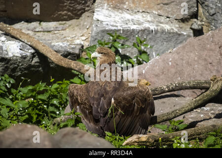 Bird eagle closeup, eagle head and beak. Bird eagle closeup, eagle head and beak. Stock Photo